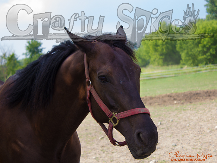 Beautifully Creatures of Nature