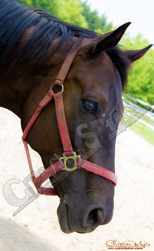 "I know what you are Thinking"