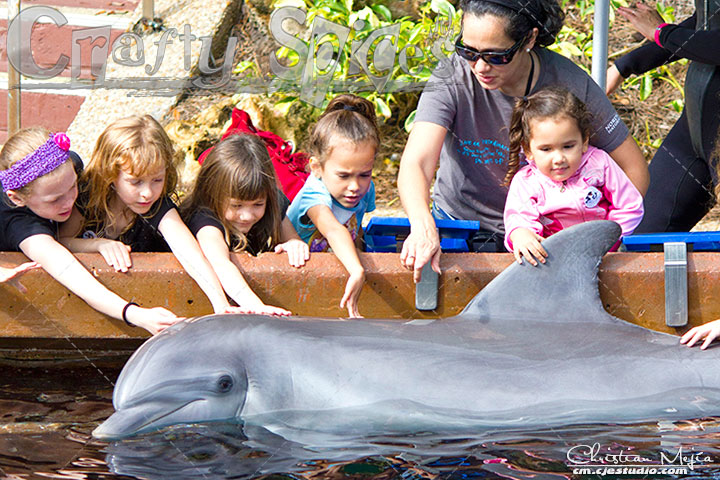 Joyful Dolphin Encounter 