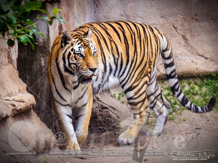 Tiger - Lovely animal taking a walk