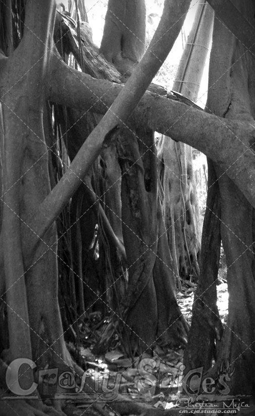 Black and White Twisted Nature