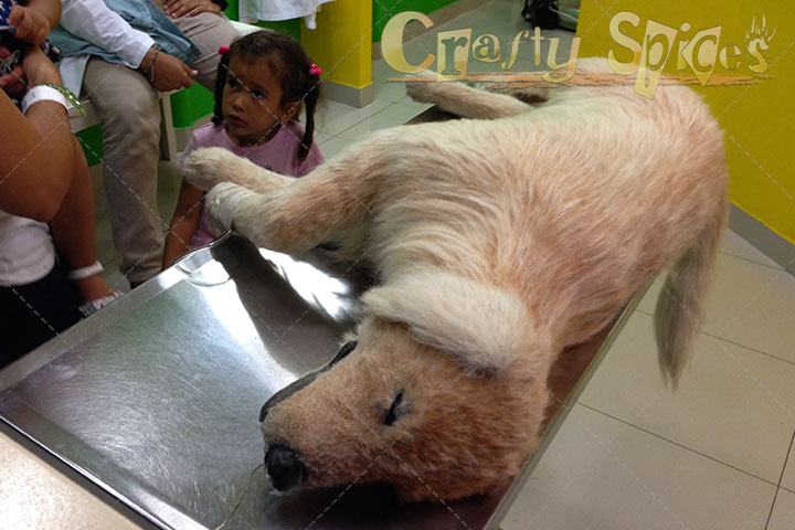 About to "start surgery" on a make believe dog